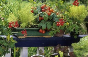 L Gumes Qui Poussent Bien Dans Des Pots